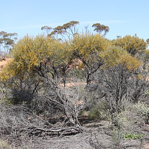 Melobasis aurocyanea, PL1481, adult host plant, Acacia rigens, EP